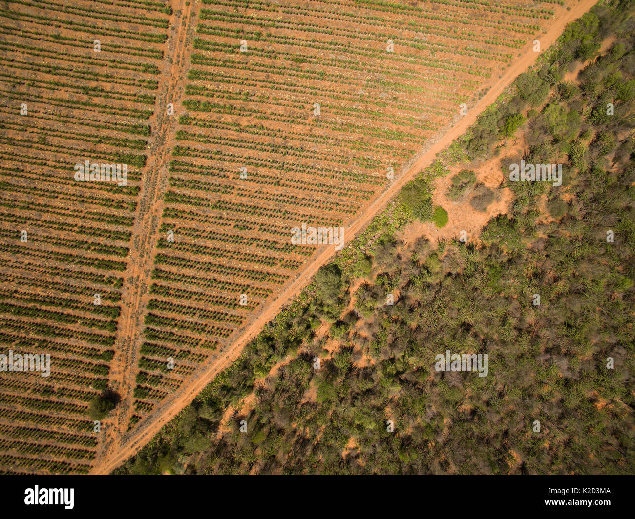Vue aérienne de sisal (Agave sisalana) aux côtés de plantation des arbres Forêt épineuse contenant Octopus (Didiera madagascariensis) Bryanston, Madagascar, octobre 2015. Banque D'Images