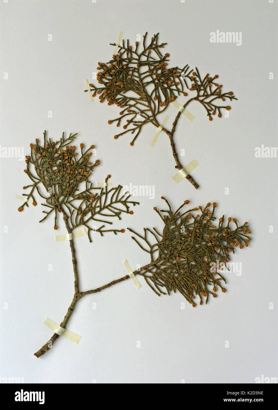 Une feuille d'herbier avec cupressus sempervirens, le cyprès méditerranéen ou cyprès, de la famille des Cupressacées Banque D'Images