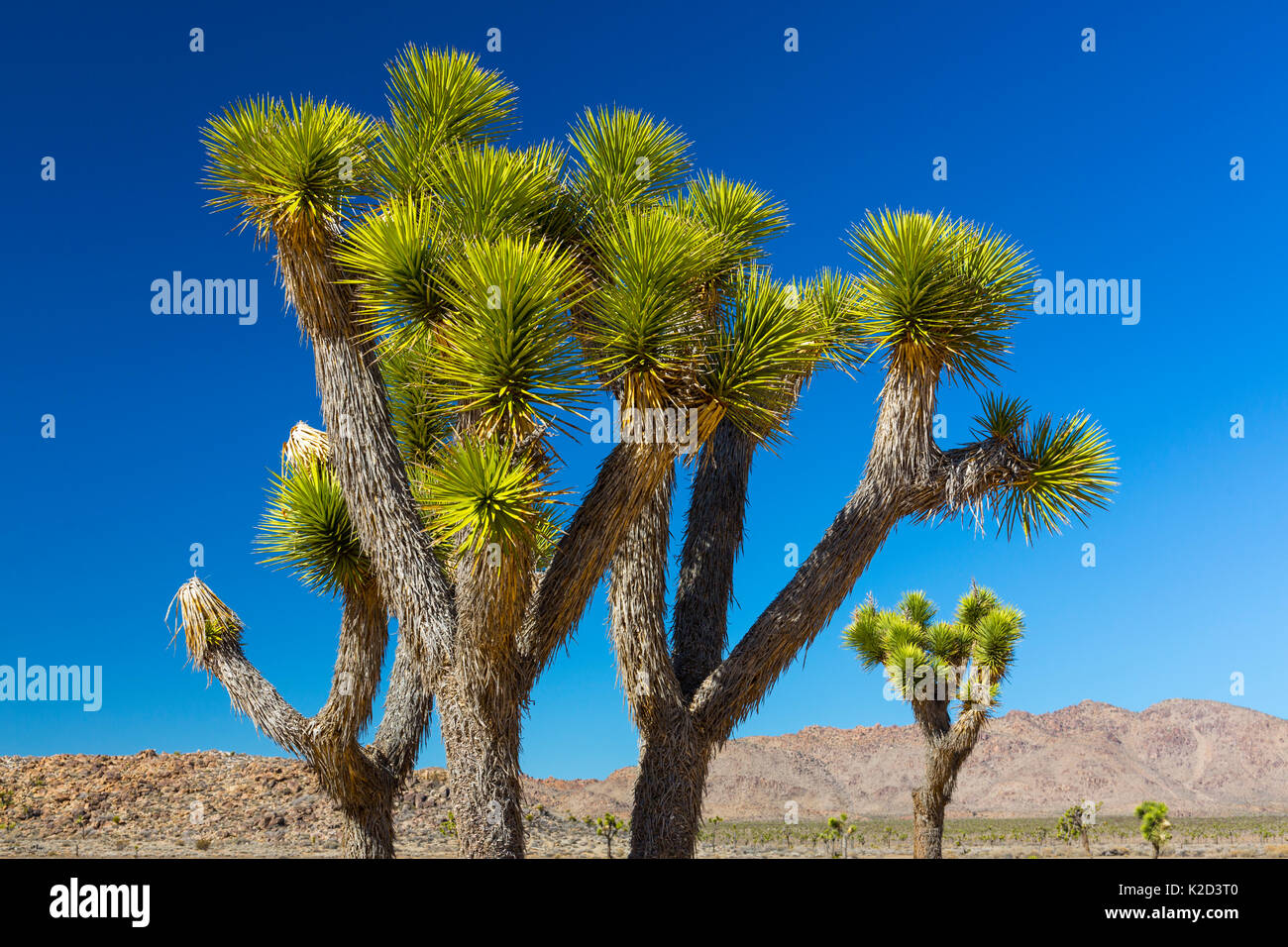 Joshua trees (Yucca brevifolia) Joshua Tree National Park, Californie, USA, février 2015. Banque D'Images