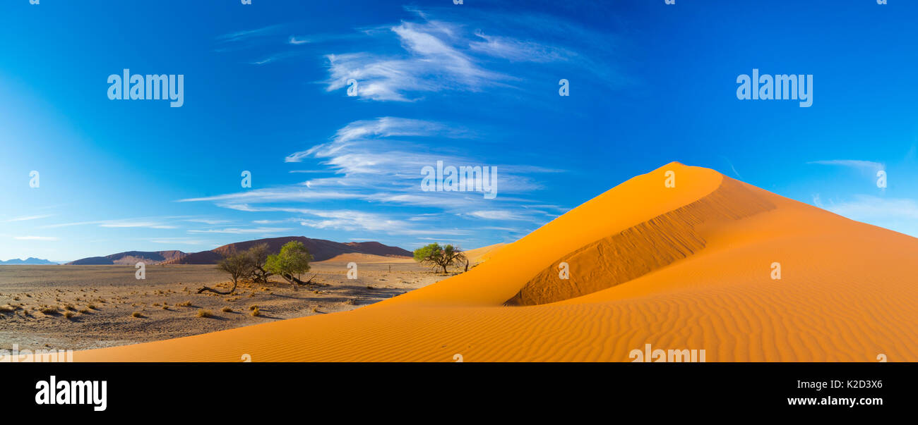 Dunes de sable avec un peu de végétation désertique à la base, Namib-Naukluft National Park, Namibie, juin 2015. Banque D'Images