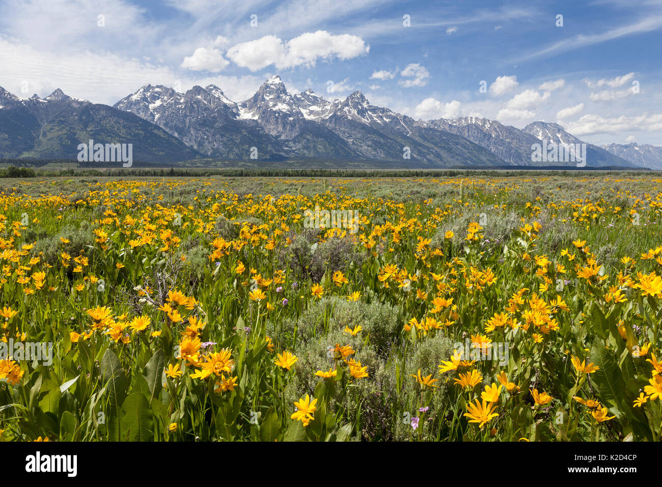 Deltoïdes (Balsamorhiza sagittata Arrowleaf) floraison le long de la route de l'Antilope Appartements avec chaîne Teton dans l'arrière-plan, Grand Teton National Park, Wyoming, USA, juin. Banque D'Images