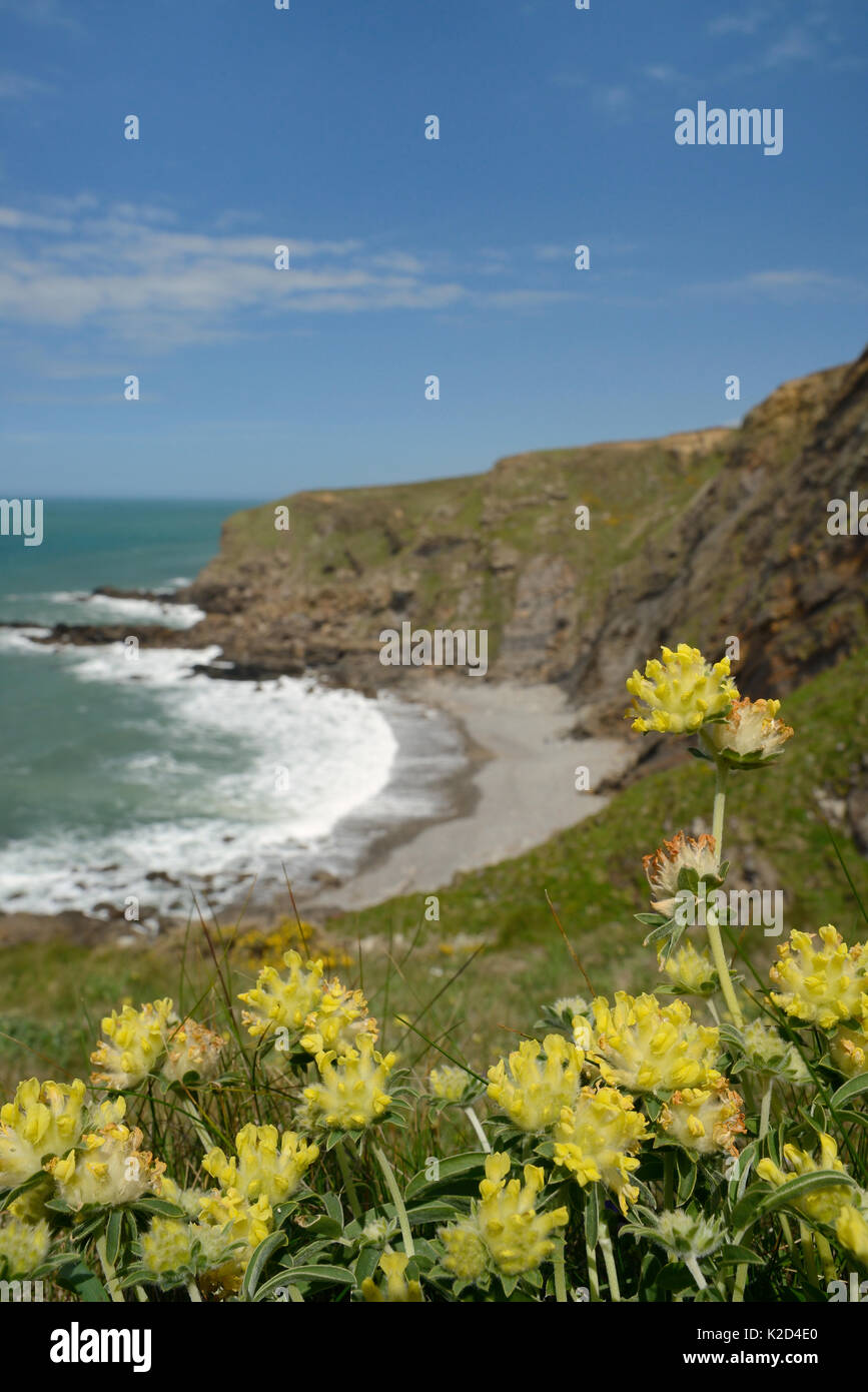 La vesce de rein (Anthyllis vulneraria) floraison sur l'affaissement falaise, Widemouth Bay, Cornwall, UK, mai. Banque D'Images