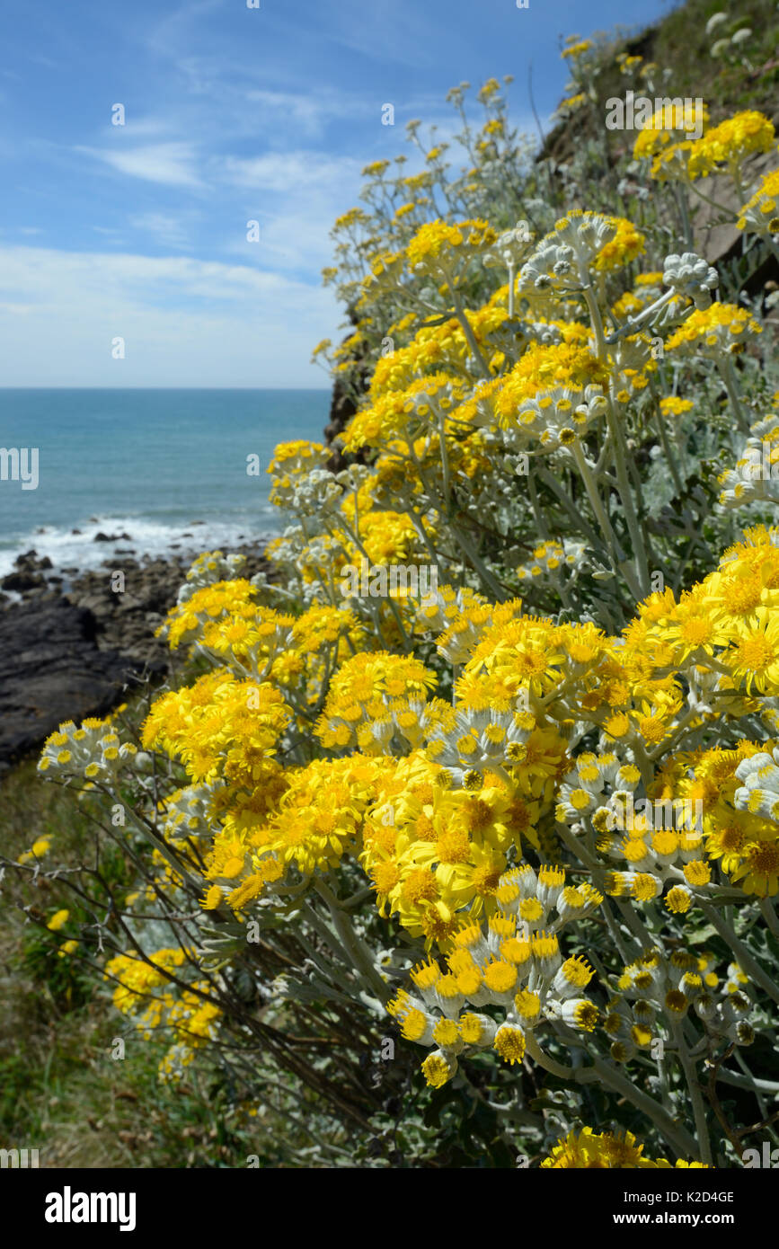 Silver ragwort / Dusty Miller (Jacobaea Senecio Cineraria Maritima /), une espèce méditerranéenne sur les côtes britanniques naturalisés, la floraison sur une falaise, Widemouth Bay, Cornwall, UK, juin. Banque D'Images