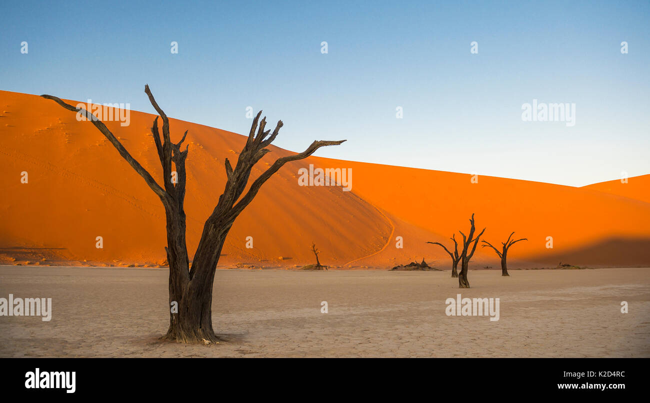 Camelthorn morts anciens arbres (Vachellia erioloba) avec des dunes de sable, le désert de Namib, Deadvlei Sossusvlei, Namibie,. Banque D'Images