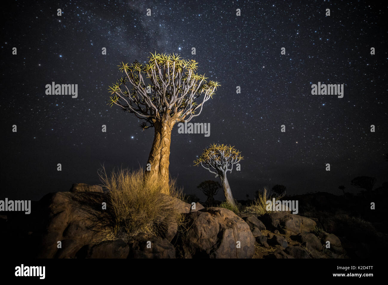 Arbres carquois (Aloe dichotoma) avec la Voie Lactée la nuit, Keetmanshoop, la Namibie. Couleurs accentuées en numérique. Banque D'Images