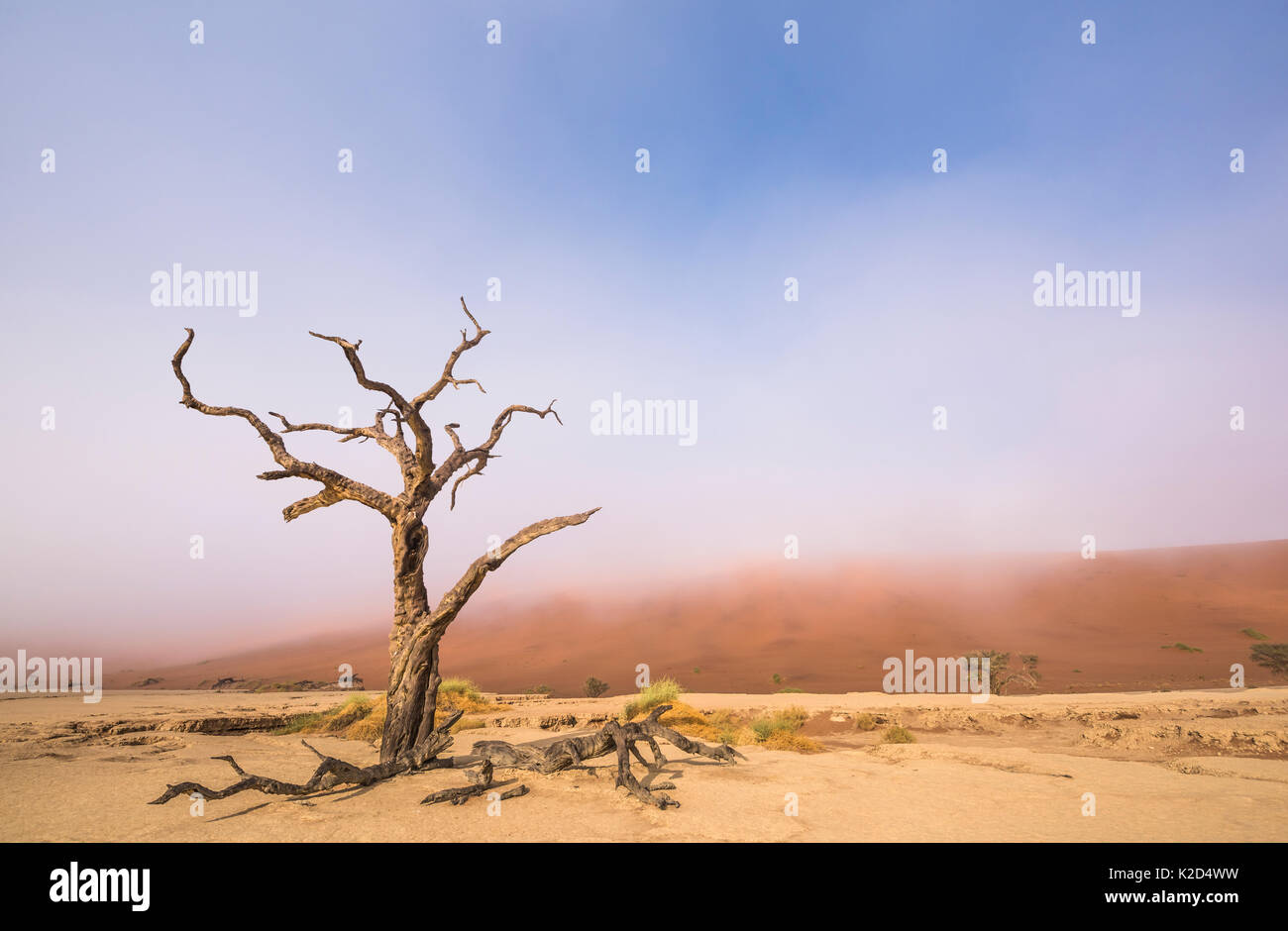 Camelthorn morts ancienne arborescence (Vachellia erioloba) arbres avec dunes rouges, désert du Namib, Deadvlei Sossusvlei, Namibie,. Août 2015. Banque D'Images