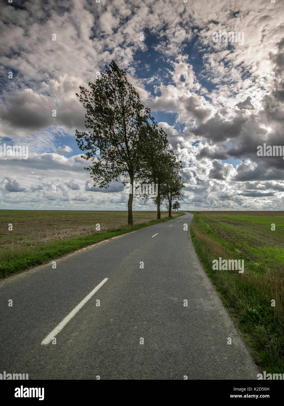 Le peuplier (Populus sp) tees le long de la route, Montreuil, Pas de Calais, France, septembre 2015. Banque D'Images