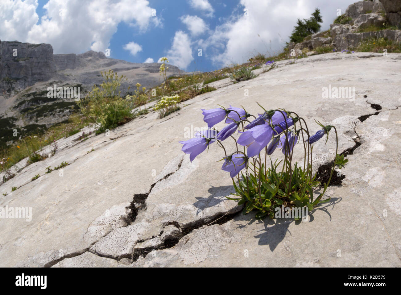 La fée des fleurs Campanula cochleariifolia (dé) croissant dans une fissure sur une dalle calcaire. Le parc national du Triglav, Alpes Juliennes, en Slovénie. Juillet. Banque D'Images