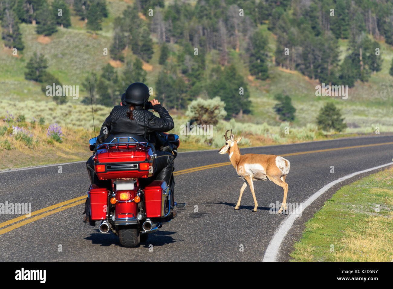 Les motards d'équitation et prendre des photos d'une antilope qui traversent la route dans le parc national de Yellowstone, États-Unis Banque D'Images