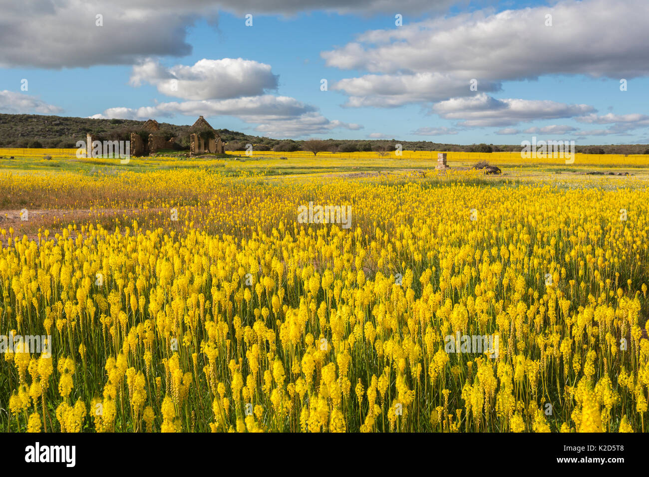 Queue du chat jaune (Bulbinella latifolia) (anciennement Bulbinella floribunda), Papkuilsfontein ferme, Nieuwoudtville, Northern Cape, Afrique du Sud, septembre 2015 Banque D'Images
