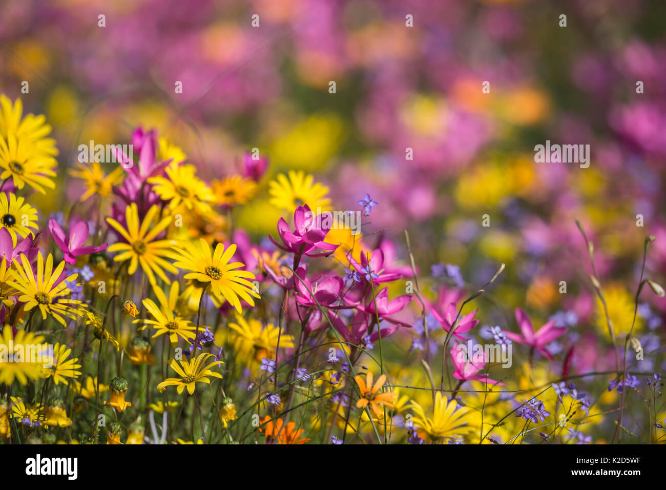 Fleurs sauvages, Papkuilsfontein ferme, Nieuwoudtville, Northern Cape, Afrique du Sud, septembre 2015 Banque D'Images