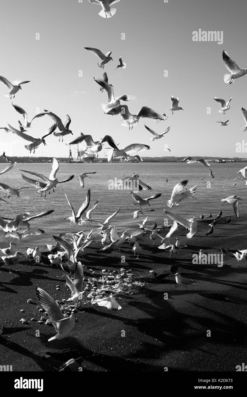 Les oiseaux de mer troupeau autour de la nourriture laissée sur le quai Banque D'Images