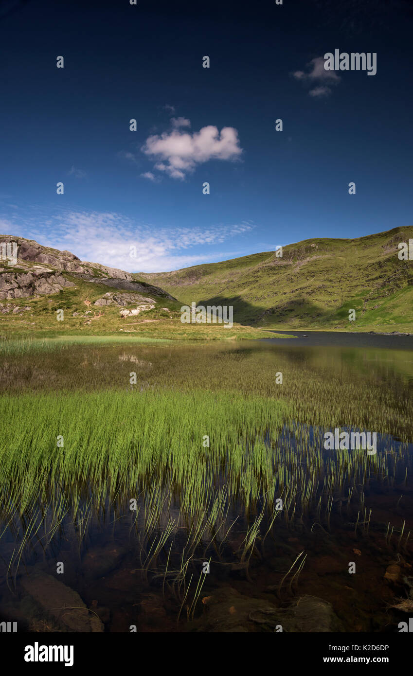 Cwmorthin Llyn, commun avec la prêle (Equisetum arvense) Tanygrisiau, galles, Février 2014 Banque D'Images