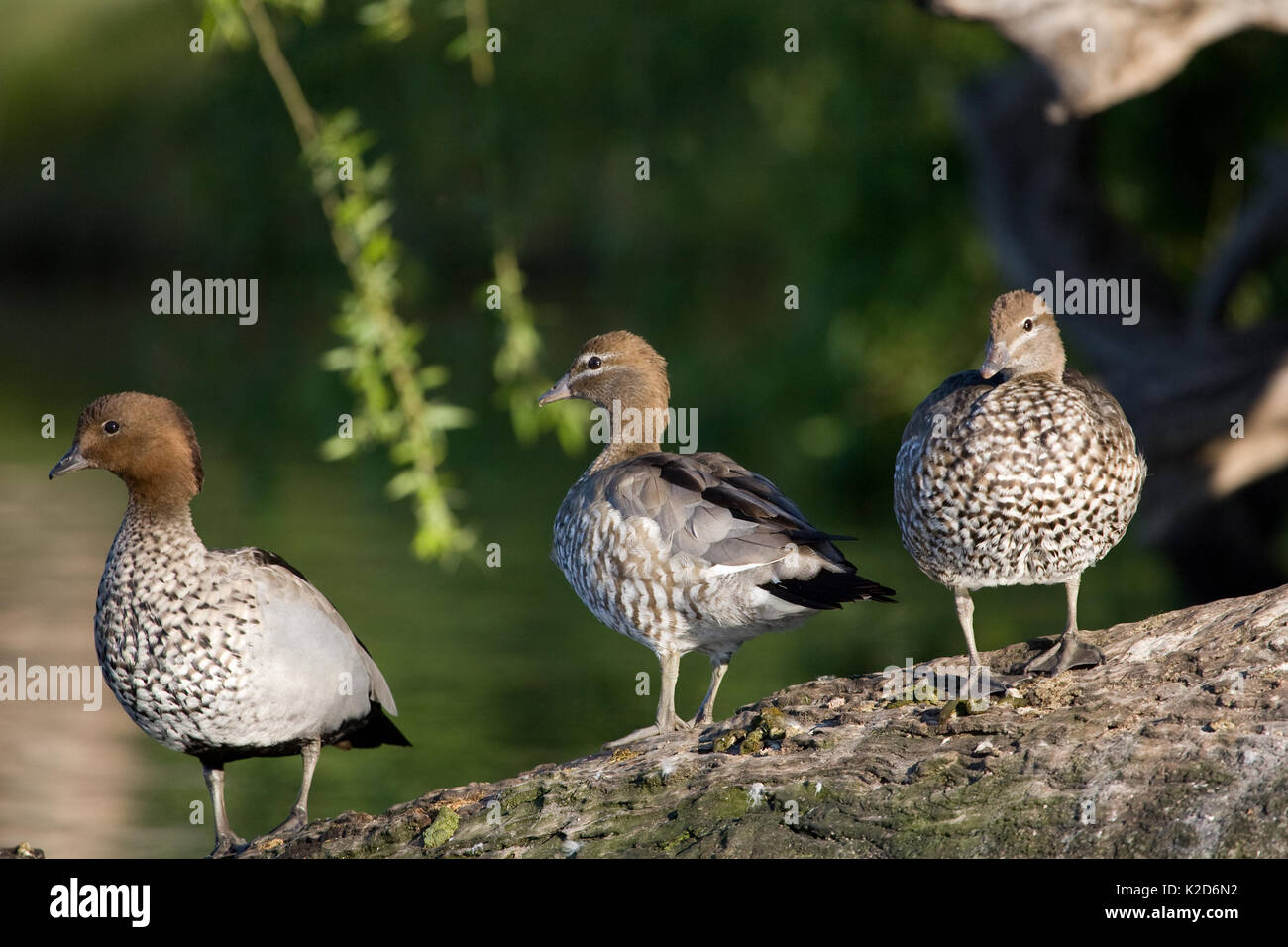 Se reposant dans le soleil du matin, ces canards en bois australien, sont généralement vus autour des marges de la rivière et sur les berges des rivières, les parcs et fréquentent souvent Banque D'Images