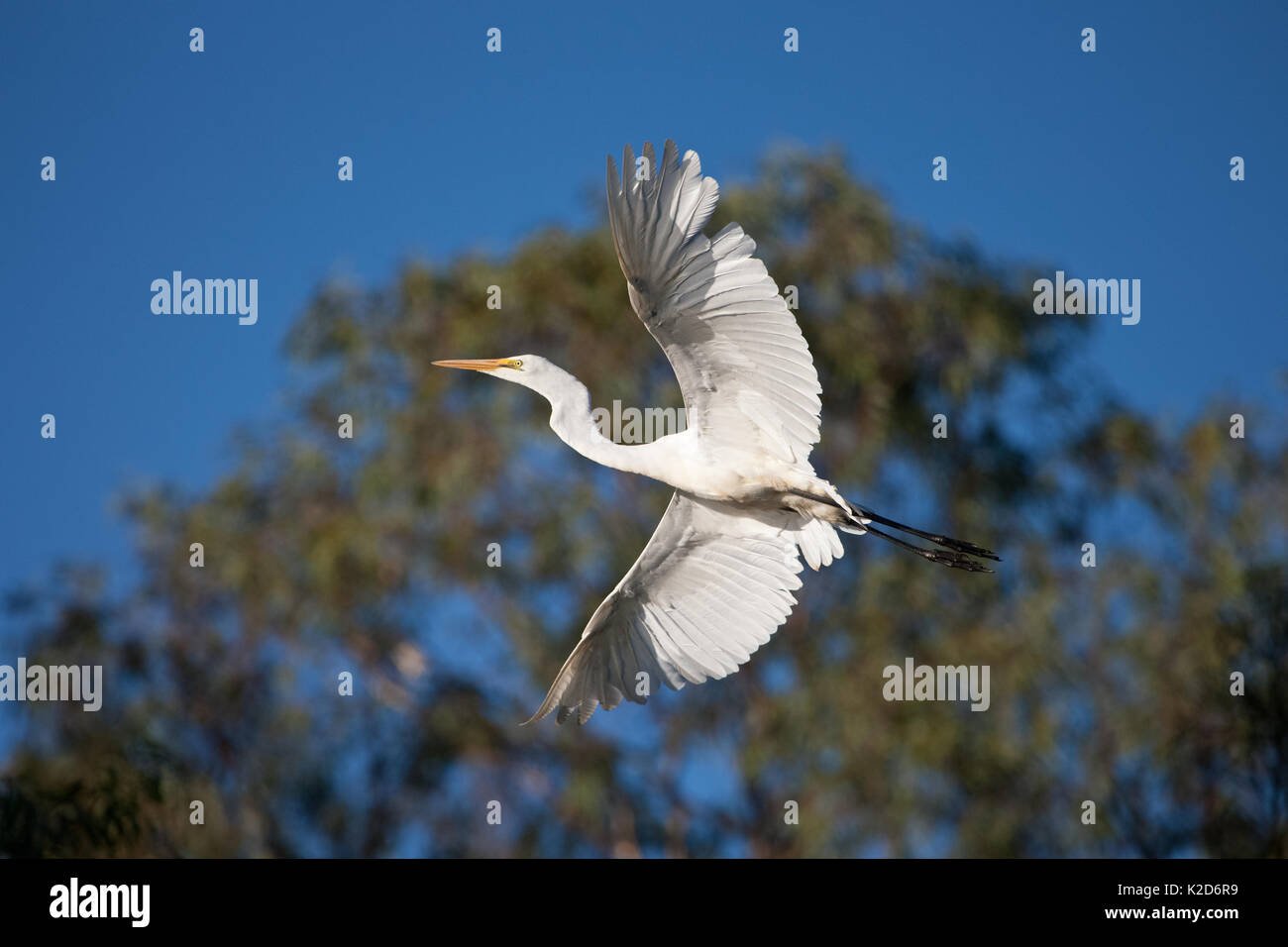 Grande Aigrette en vol Banque D'Images