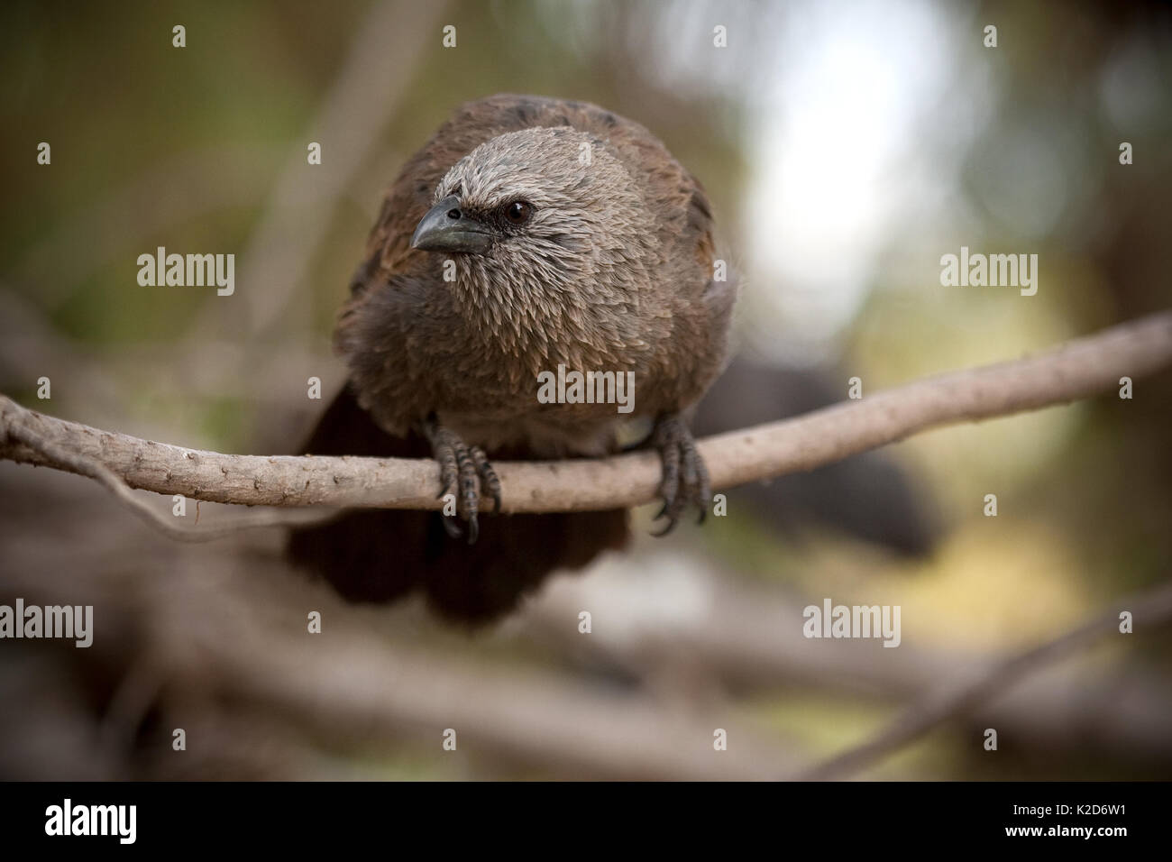 Apostlebird immatures, Struthidea cinerea, assis sur une branche et vérification du photographe. Ces amoureux des oiseaux très sociaux peuvent souvent être trouvés ar Banque D'Images