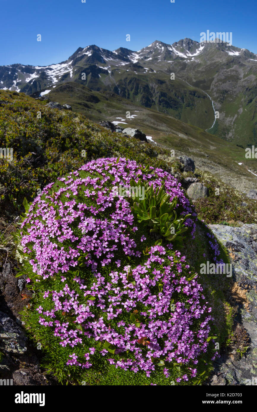 Le silène acaule (Silene acaulis) photographié avec un objectif fisheye pour montrer l'environnement de montagne. Nordtirol, Alpes autrichiennes, juin. Banque D'Images
