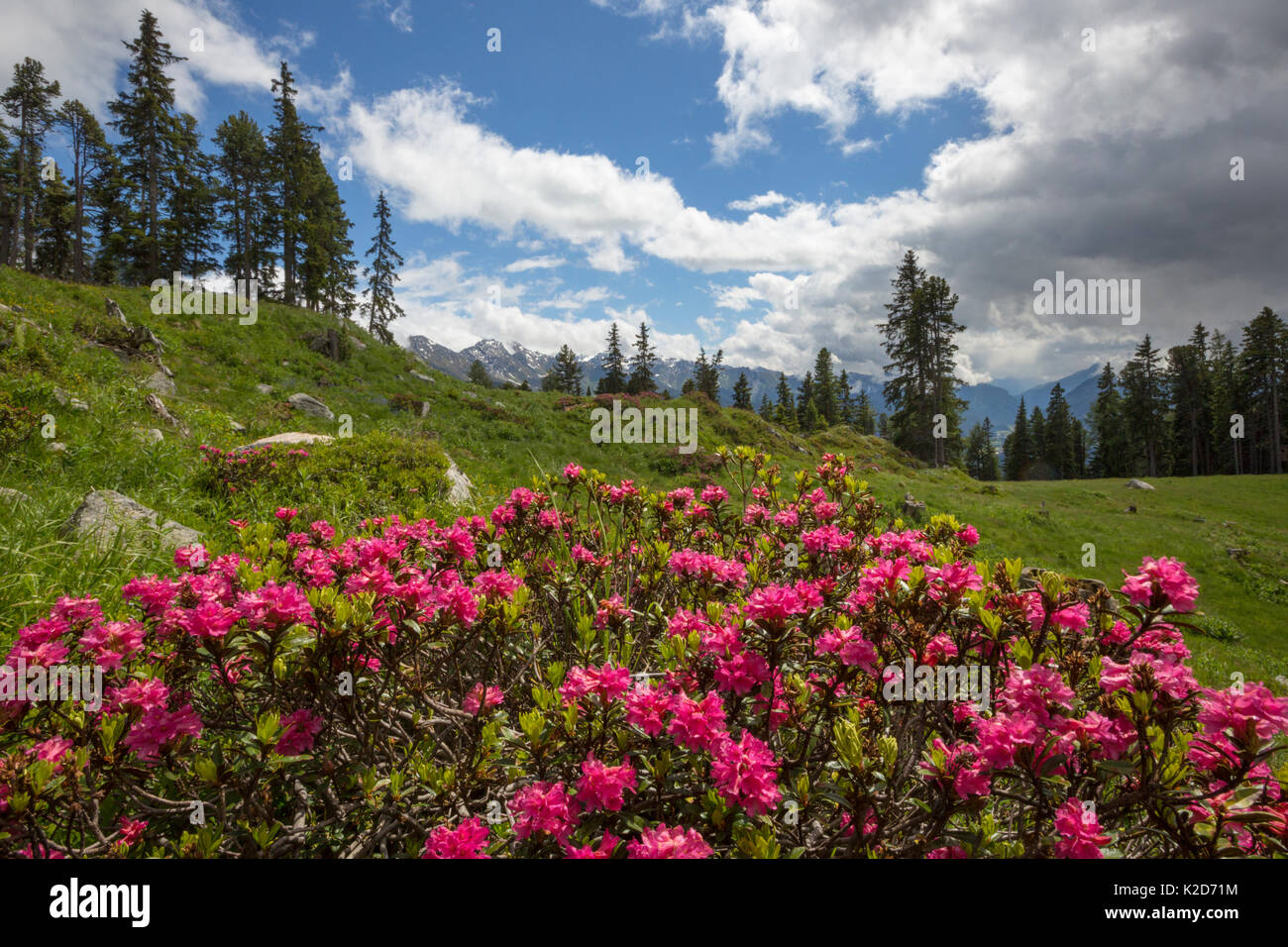 Alpenrose (Rhododendron ferrugineum) dans paysage de montagne, Alpes autrichiennes, Nordtirol Juin Banque D'Images