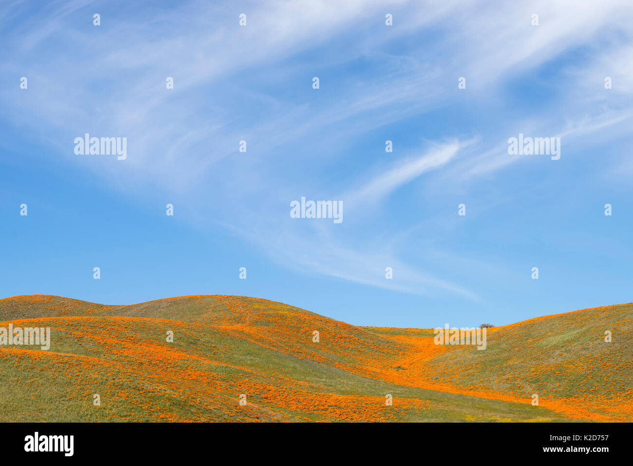 Le pavot de Californie (Eschscholzia californica) et la Californie (Lasthenia californica) aussi loin que l'oeil peut voir, Antelope Valley, préserver de pavot, California, USA Banque D'Images