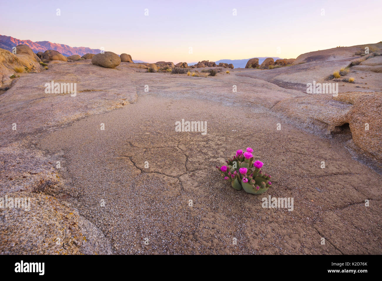 Cactus (Opuntia basilaris de castor) dans autrement, austère et désertique, Alabama Hills Owen's Valley, Californie, USA Mai Banque D'Images