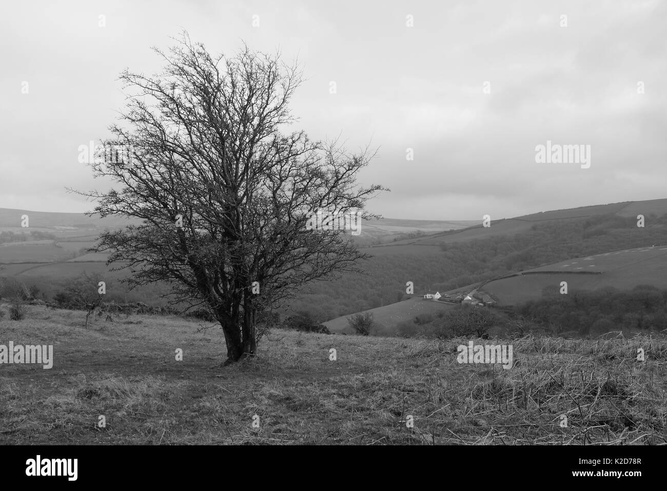 Un arbre solitaire contre les collines de Devon Banque D'Images