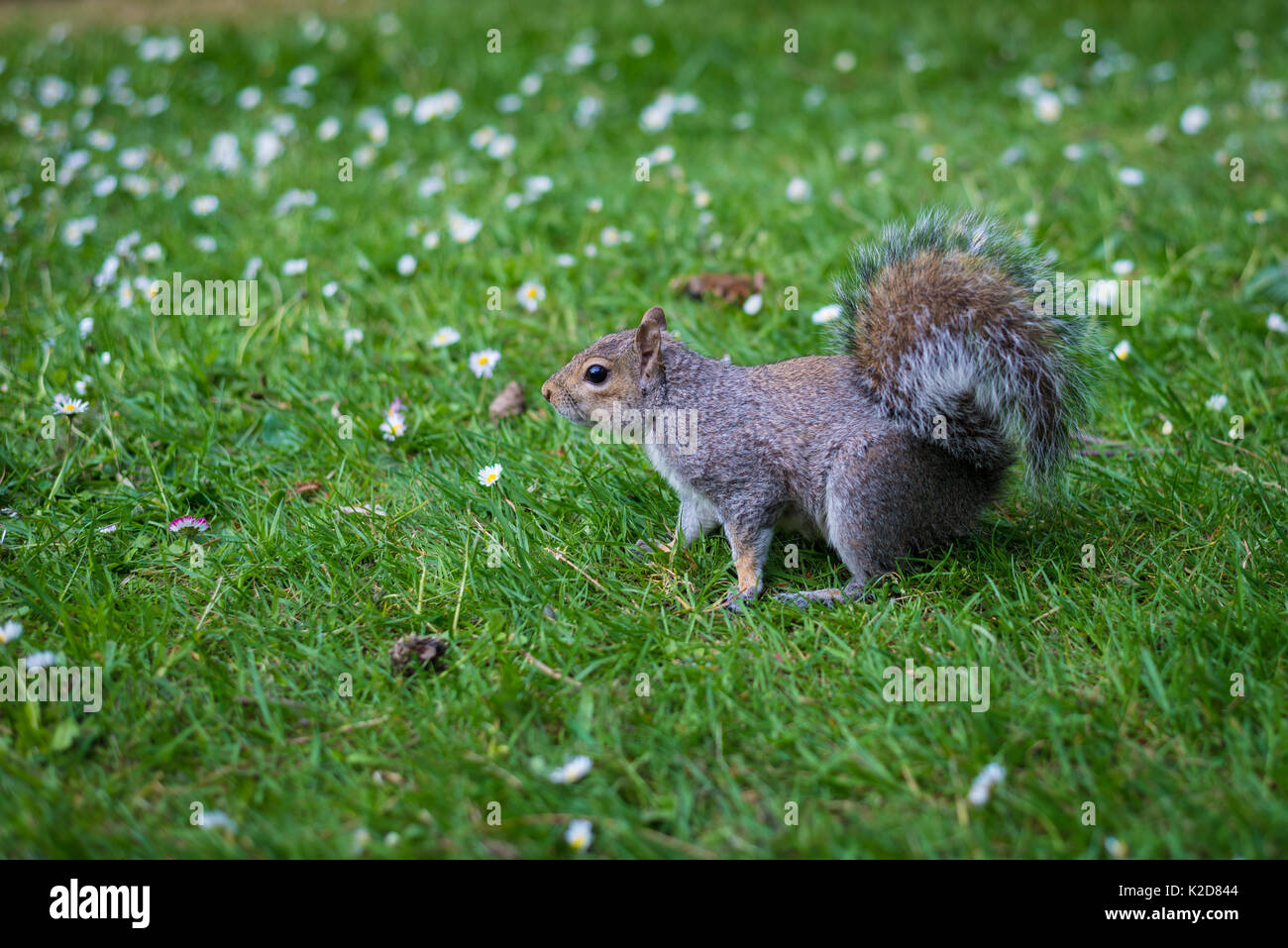 L'écureuil gris (Sciurus carolinensis) au printemps, Londres, Royaume-Uni Banque D'Images