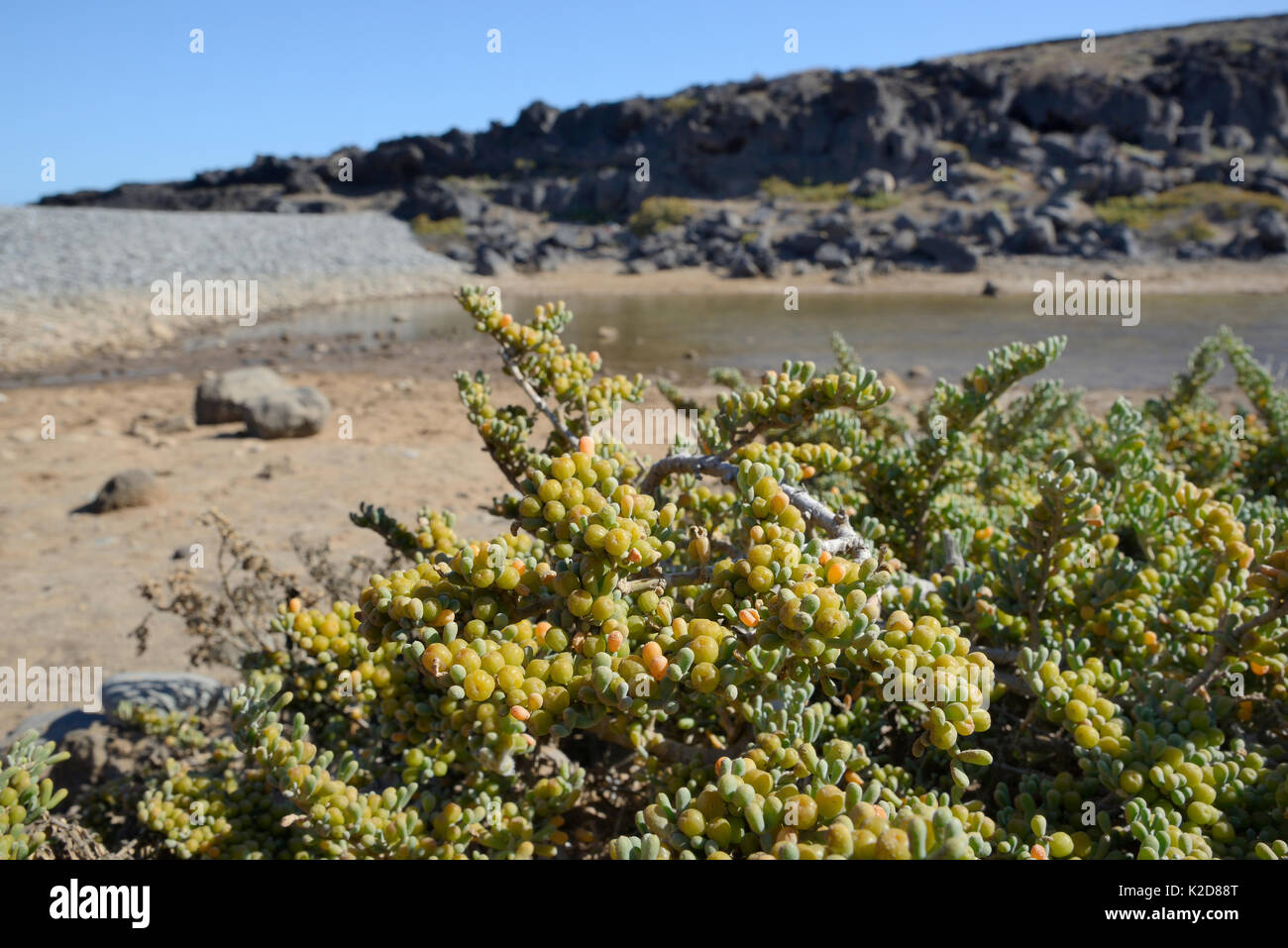 Raisin de mer (Zygophyllum fontanesii / Tetraena) bush avec les fruits sur la marge d'une lagune côtière de sable, Tenerife, mai. Banque D'Images