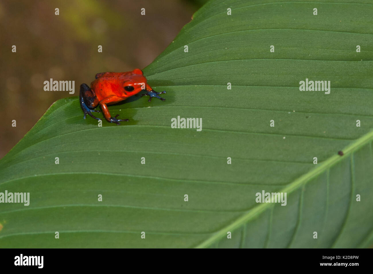 Les Poison dart Frog on Leaf Banque D'Images