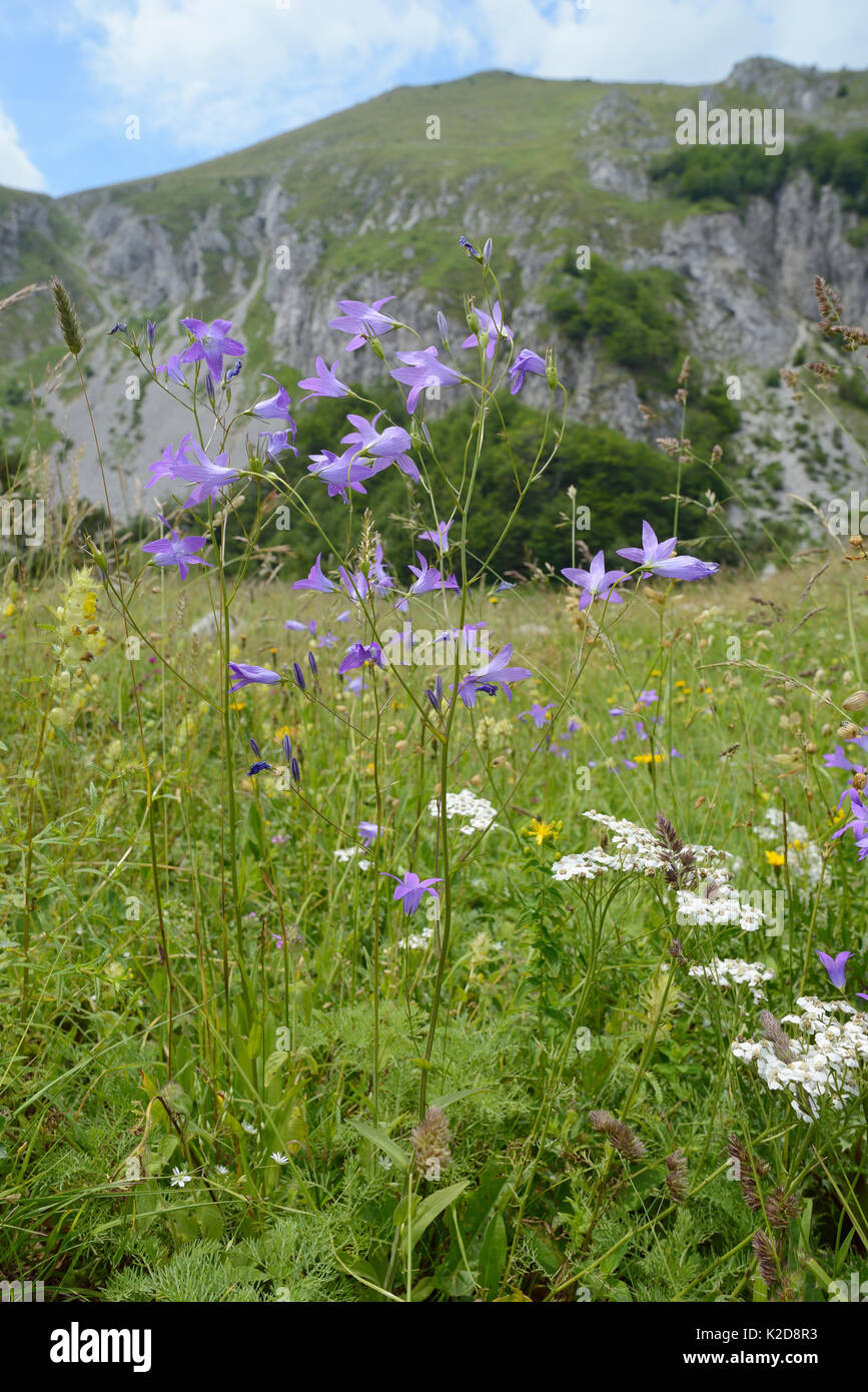 Bellflower (Campanula patula propagation) aux côtés de floraison'achillée millefeuille (Achillea millefolium) dans la prairie alpine, de montagnes de Zelengora, Parc National de Sutjeska, Bosnie-Herzégovine, juillet. Banque D'Images