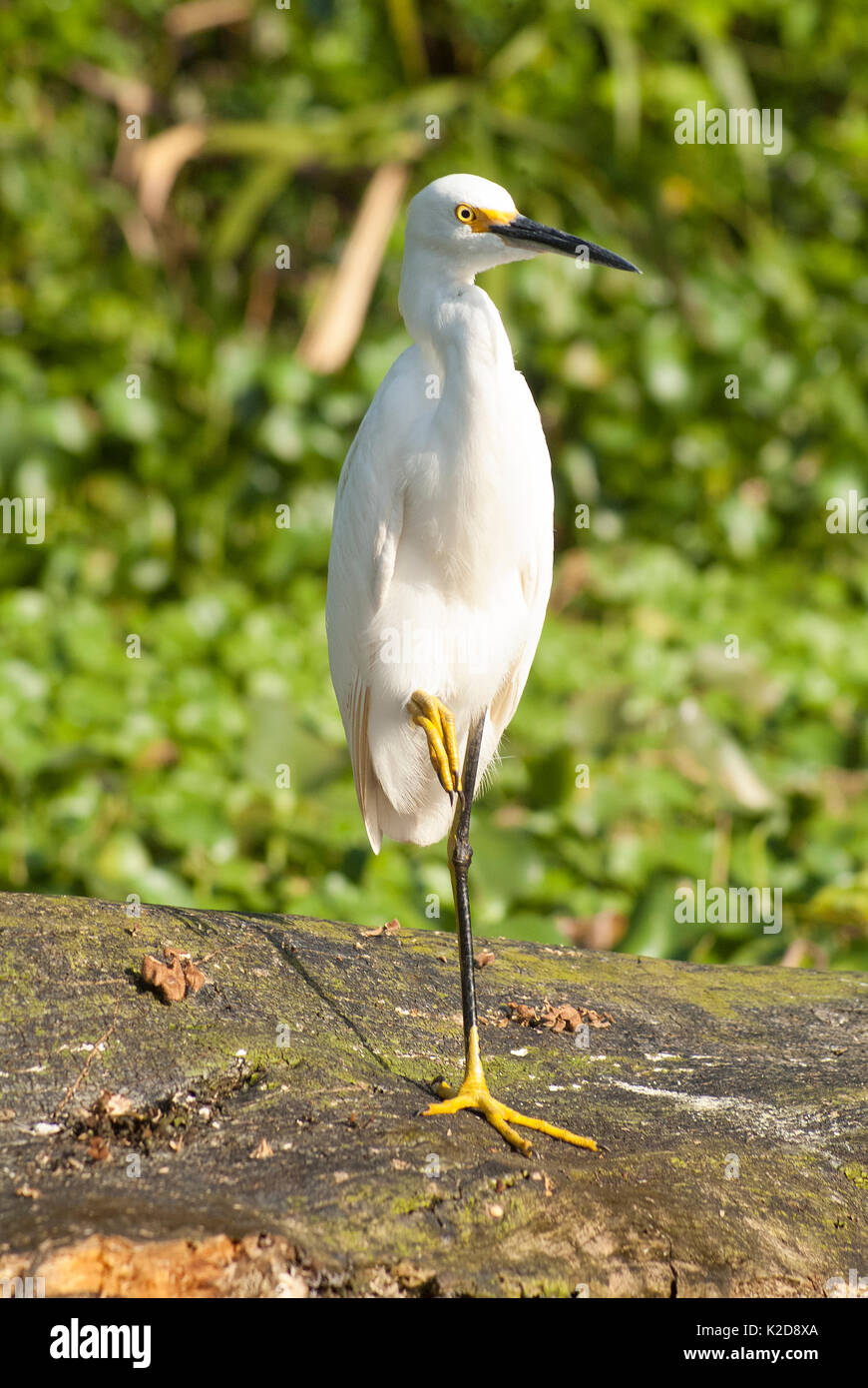 Canards sur une jambe Banque D'Images