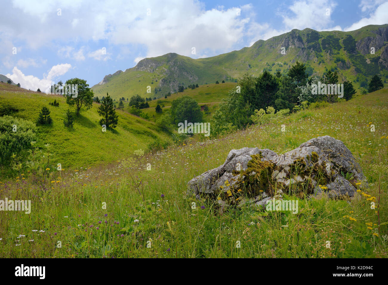 Les prairies alpines avec une profusion de fleurs sauvages dans le Parc National de Sutjeska avec la gamme de montagne Zelengora, arrière-plan, la Bosnie-et-Herzégovine, juillet. Banque D'Images
