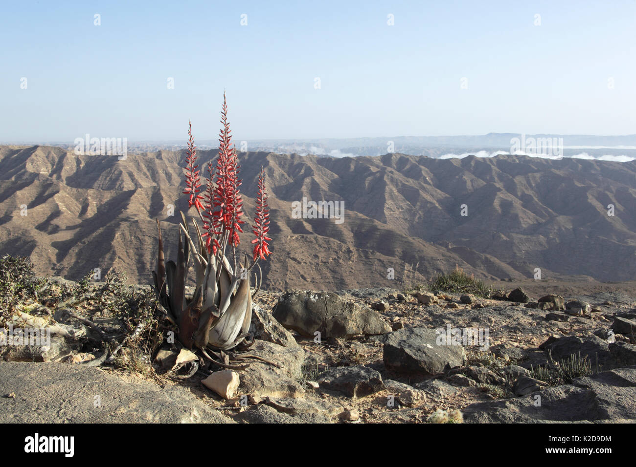 L'aloès (Aloe dhufarensis dhufarensis) en fleur dans les hautes montagnes, Oman, Mai Banque D'Images