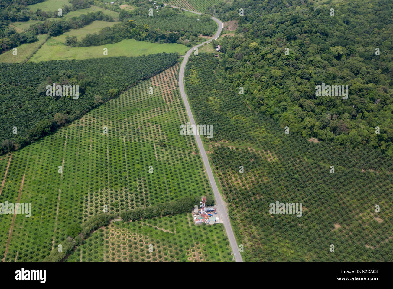 Vue aérienne de l'huile de palme (Elaeis guinensis) plantation de manger en forêt tropicale humide, péninsule d'Osa, au Costa Rica Banque D'Images
