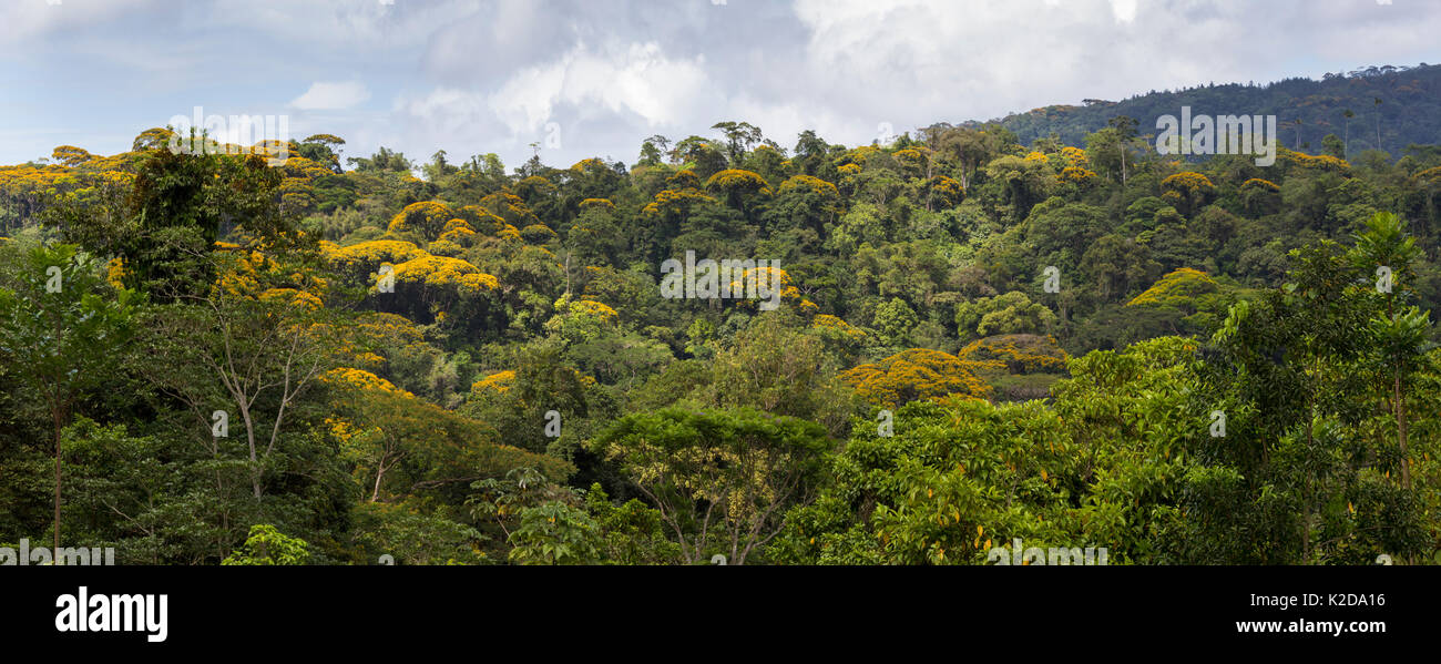 Premontane forêt tropicale tropicale Centrale, Caraïbes contreforts, le Costa Rica. Panorama cousus numériquement. Banque D'Images