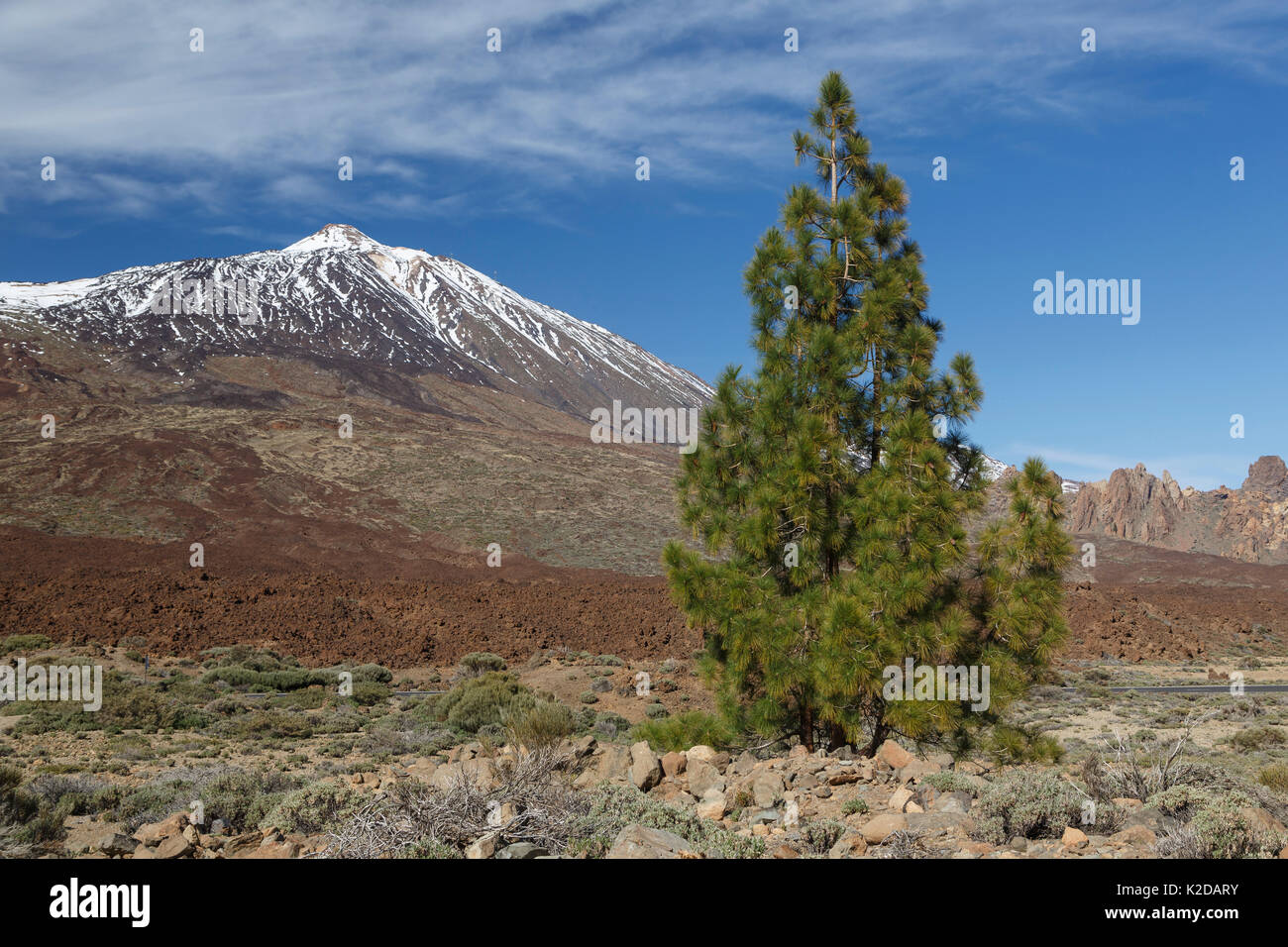 Île des Canaries pin (Pinus canariensis) et le Mont Teide, Tenerife, Canaries, Espagne. Endémique à quatre des îles Canaries Banque D'Images