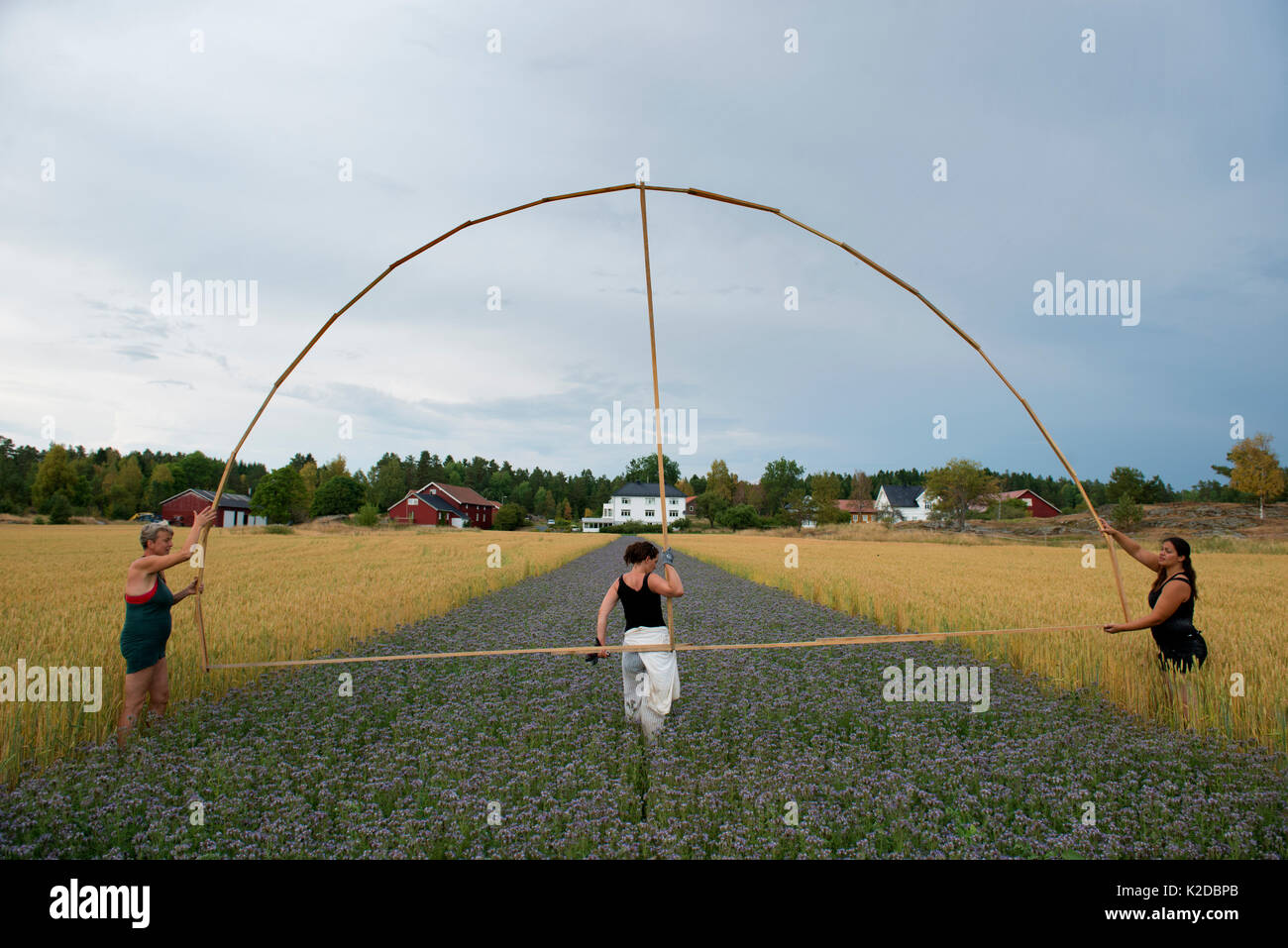Artistes au travail dans la bande de tanaisie Phacelia tanacetifolia (violet) plantés en champ de blé. Valer, Østfold, Norvège Comté. Juillet 2014. Banque D'Images
