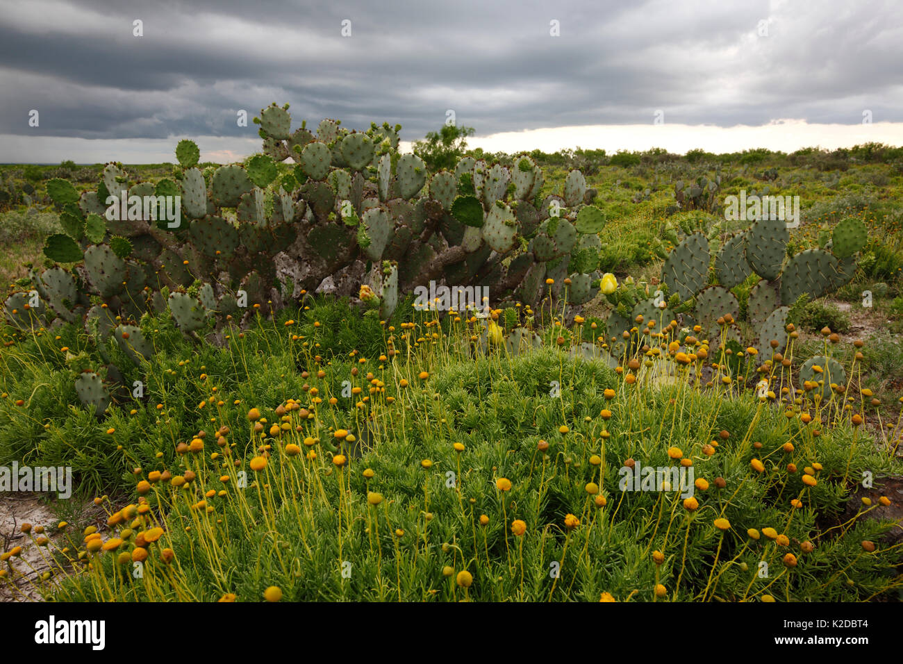 Et cactus Opuntia en ranch au Texas, Texas USA Sud Printemps Banque D'Images