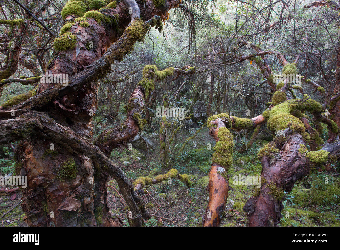 Polylepis forest dans la Cordillera Blanca, Andes, Pérou Banque D'Images