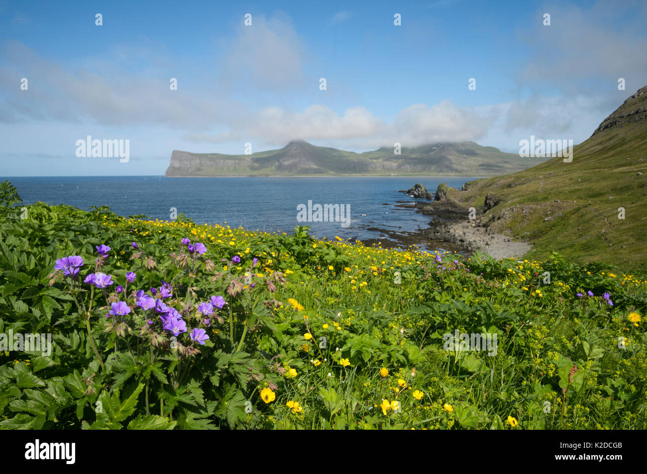 Géranium sanguin bois / Blagresi (Geranium sylvaticum), Hornvik, Hornstrandir, Islande. Juillet Banque D'Images
