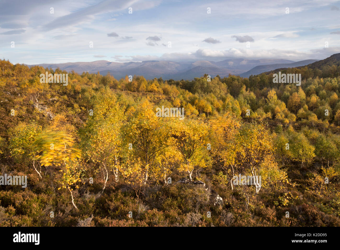 Le bouleau verruqueux (Betula pendula), arbres en automne, le Parc National de Cairngorms, en Écosse, au Royaume-Uni, en octobre 2014. Banque D'Images