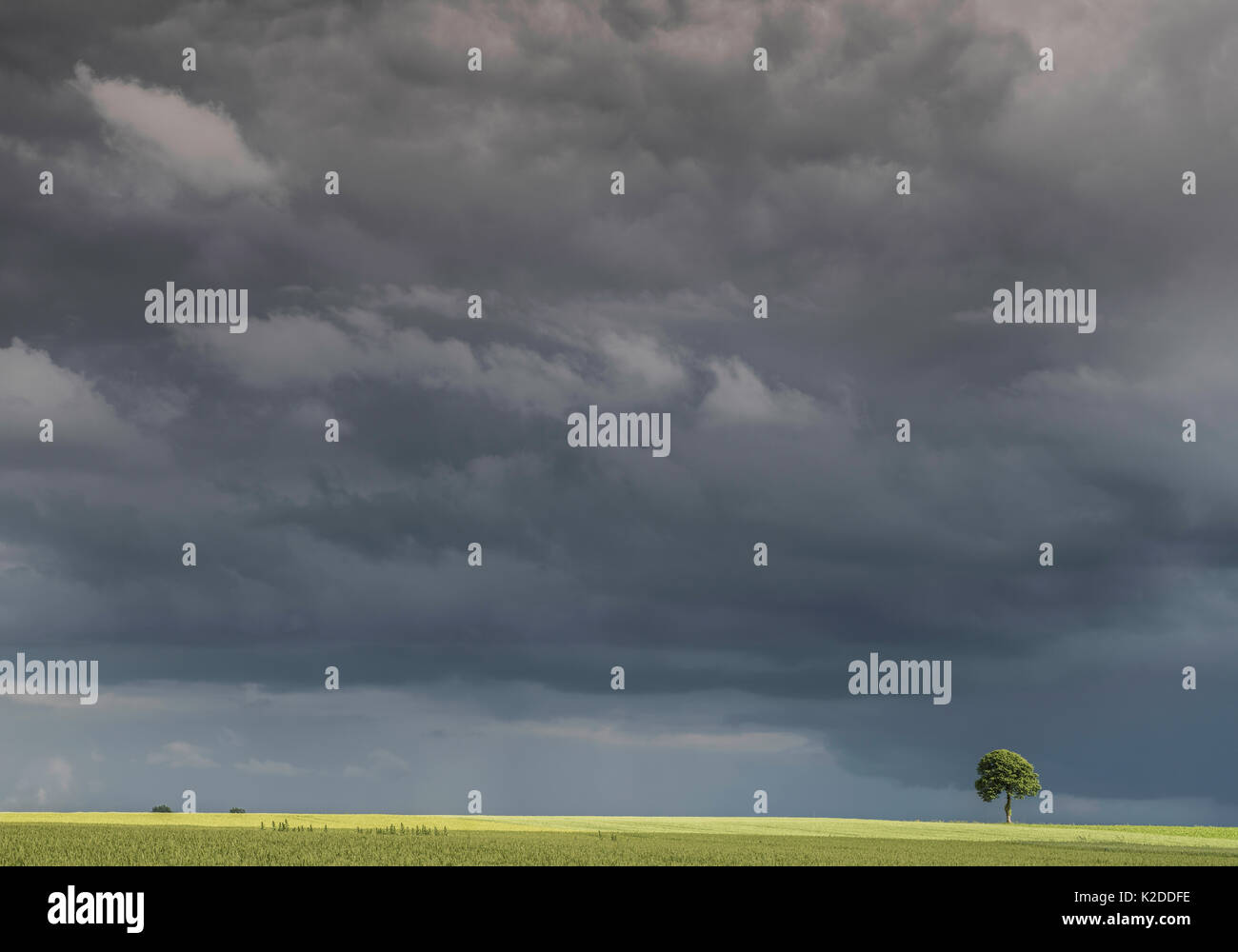 Champ de lin (Linum usitatissimum) avec un seul arbre dans la distance sous de grands ciel avec nuages sombres, Guy Saint André, Pas de Calais, France, juin 2016. Banque D'Images