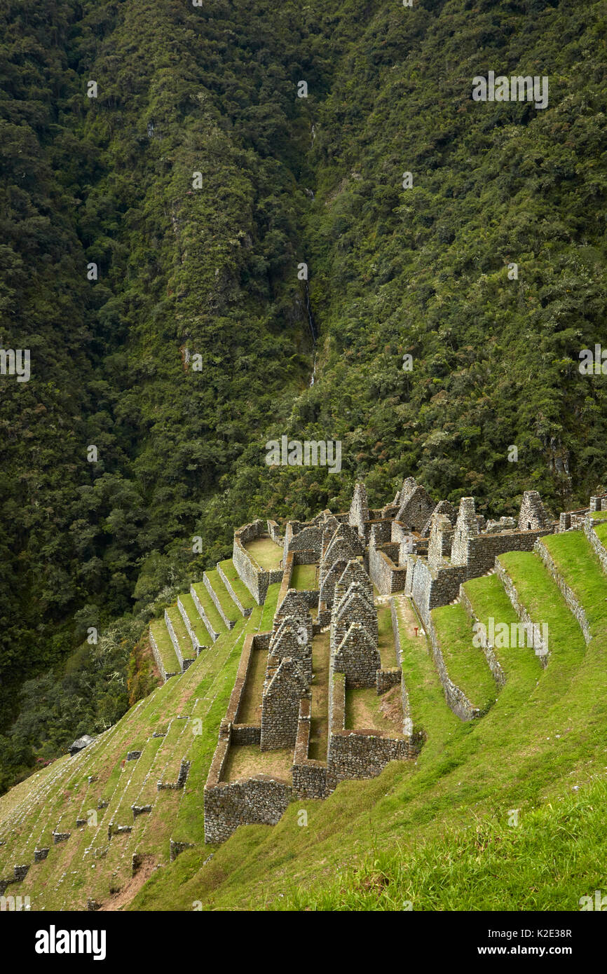 Des ruines historiques de ville Inca et terrasses agricoles à Winay Wayna, sur la piste de l'Inca à Machu Picchu, Pérou, Amérique du Sud Banque D'Images