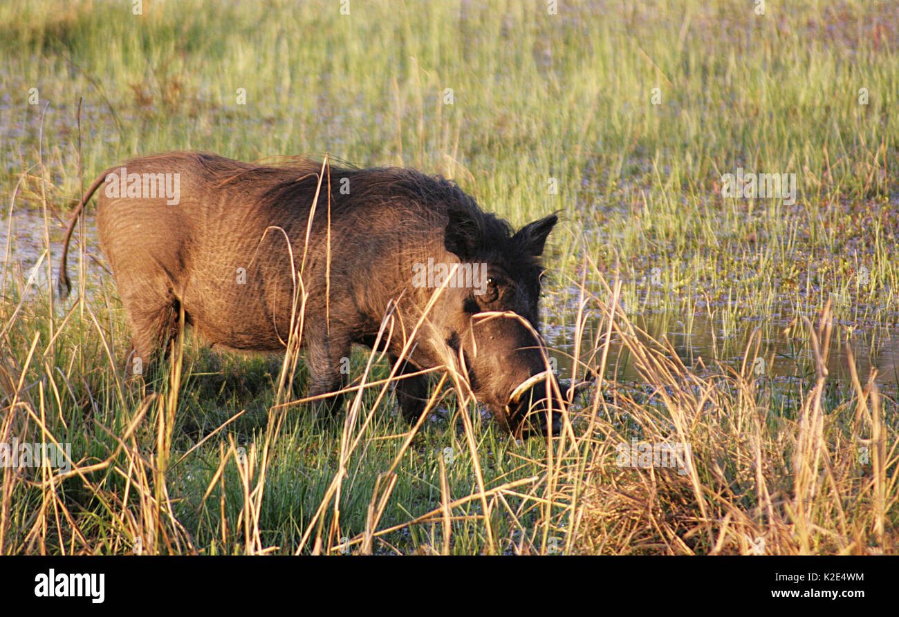 Dans le Warthog sauvage Parc national de Mosi-oa-Tunya, Zambie Banque D'Images
