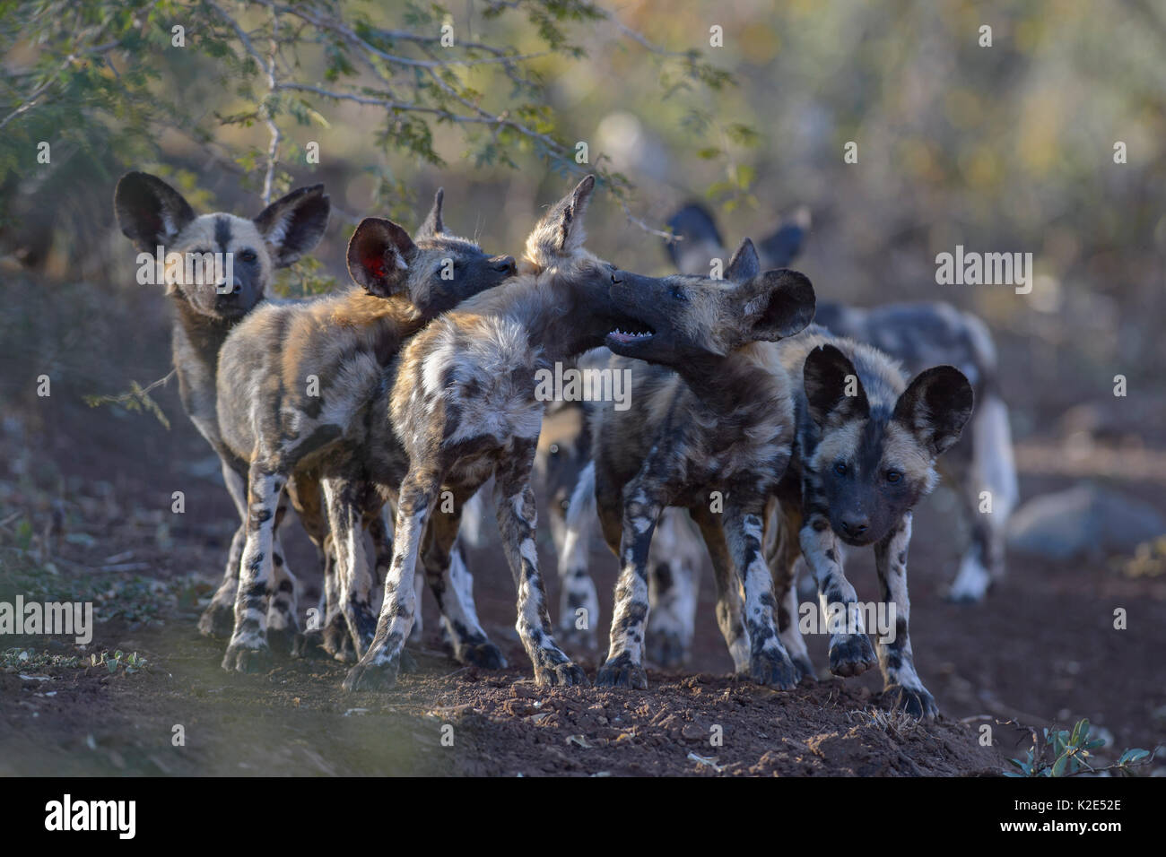 Chien sauvage d'Afrique (Lycaon pictus), jouant des chiots dans lit de rivière à sec, Zimanga Game Reserve, KwaZulu-Natal, Afrique du Sud Banque D'Images