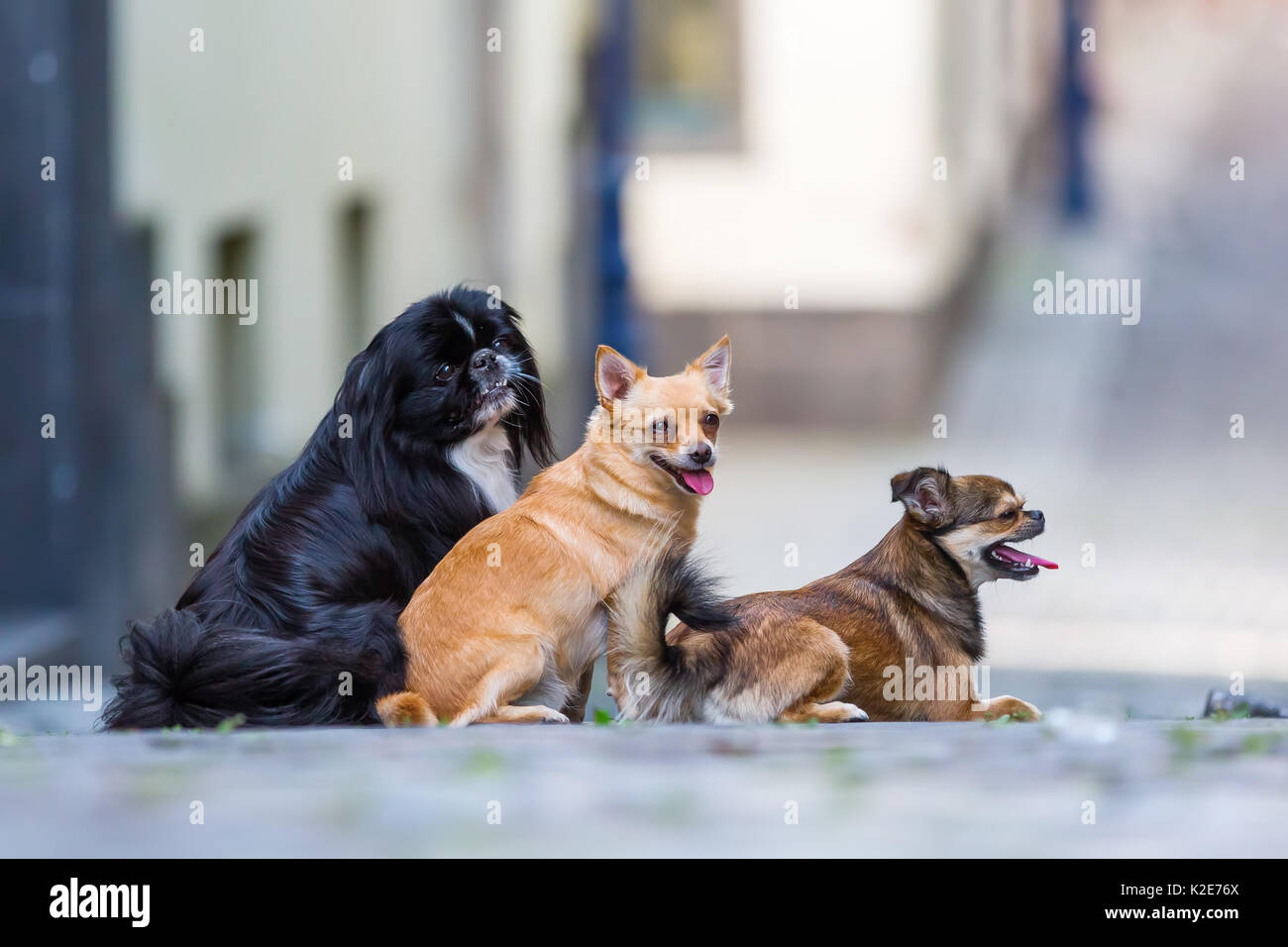 Photo portrait de trois chiens petit mignon sur une route pavée Banque D'Images