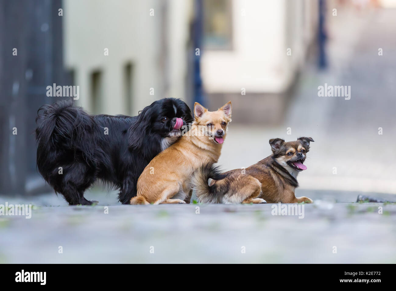 Photo portrait de trois chiens petit mignon sur une route pavée Banque D'Images