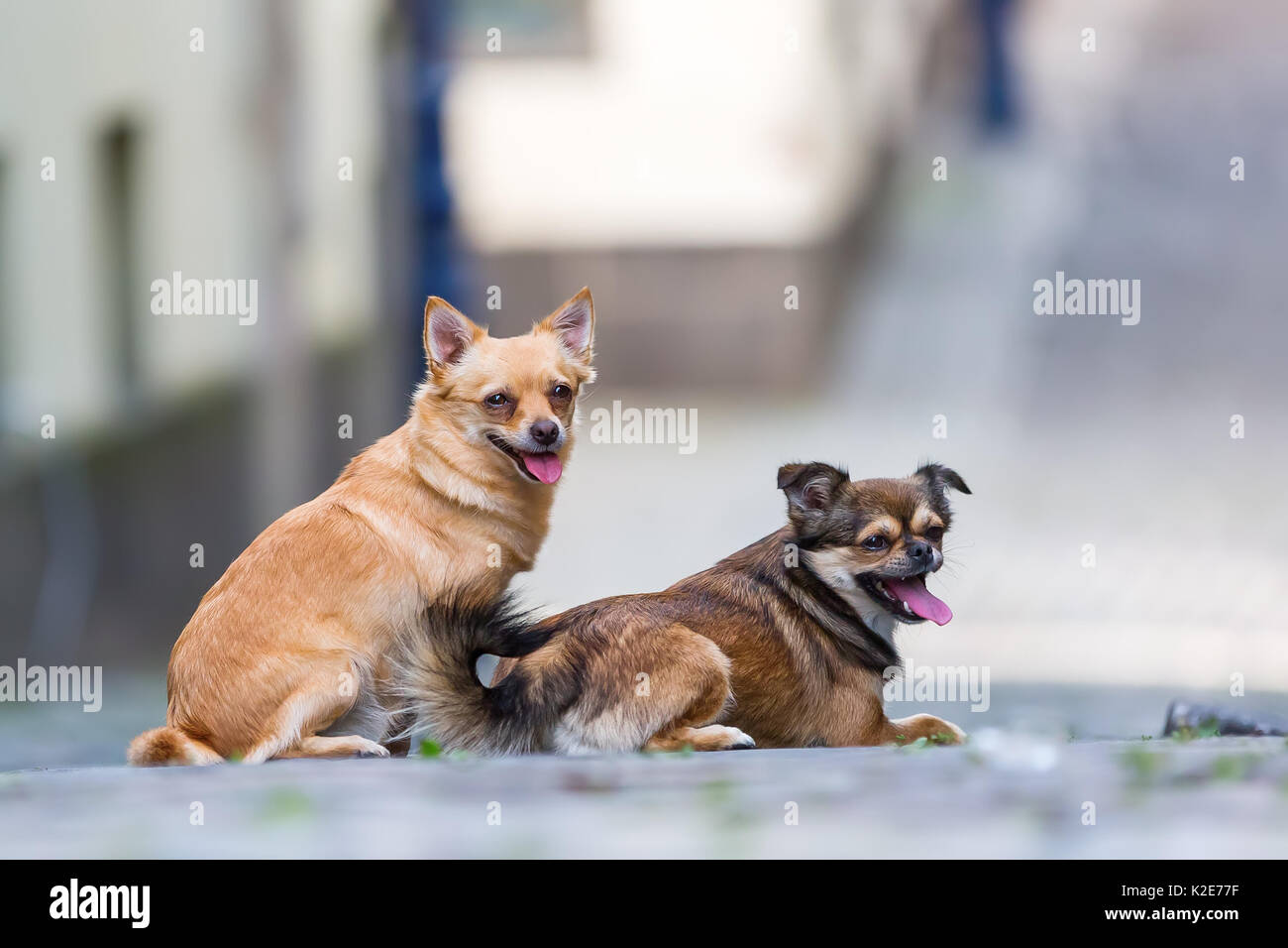 Photo portrait de deux chiens petit mignon sur une route pavée Banque D'Images