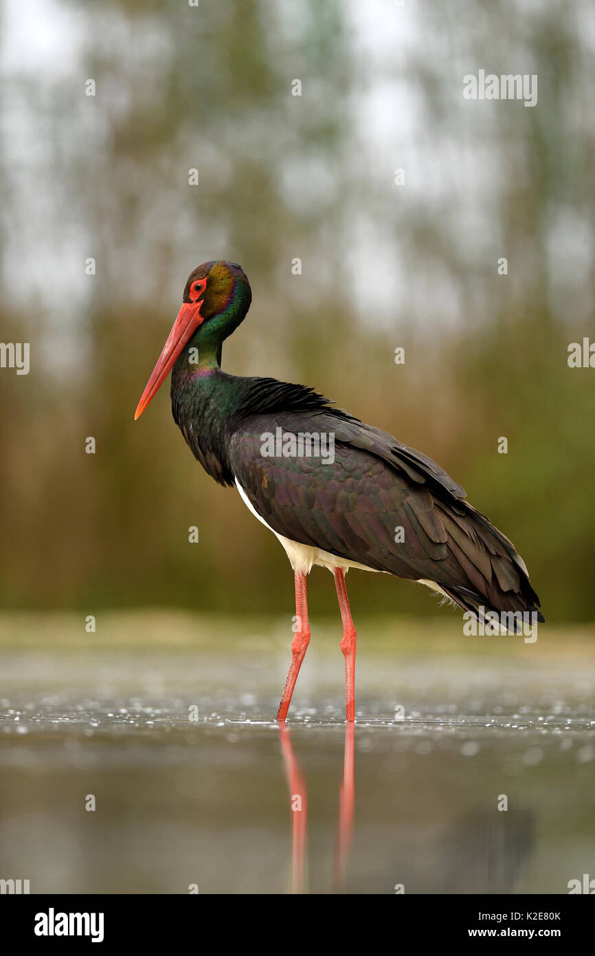 La cigogne noire (Ciconia nigra), debout dans l'étang, le Parc National Kiskunság, Hongrie Banque D'Images