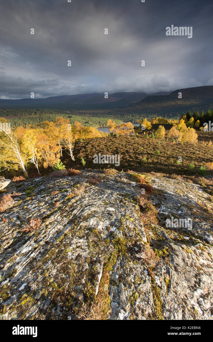 Le bouleau verruqueux (Betula pendula) donnant sur les arbres, forêt Rothiemurchus Parc National de Cairngorms, en Écosse, au Royaume-Uni, en octobre 2013. Banque D'Images