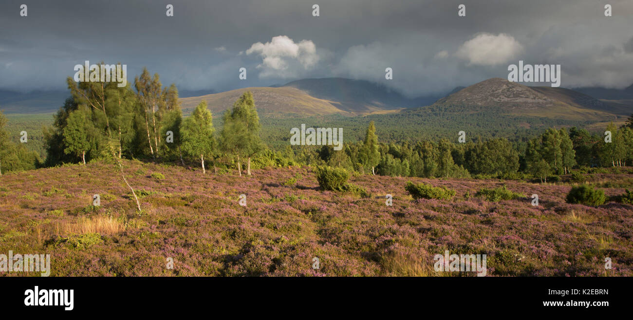 Bouleau (Betula pendula) woodland sur heather moor surplombant Rothiemurchus Forest, Écosse, Royaume-Uni, août 2014. Banque D'Images